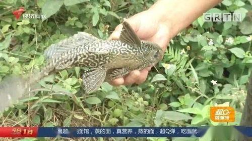 清道夫在线播放,揭秘网络世界的清洁者