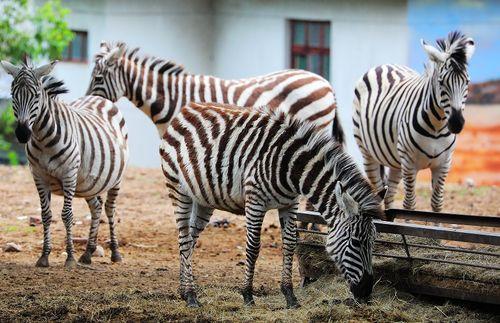 斑马19禁日本,揭秘日本成人动画的隐秘世界