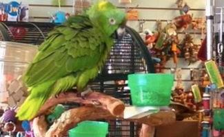 鹦鹉表演视频大全集,精彩纷呈的表演视频大盘点